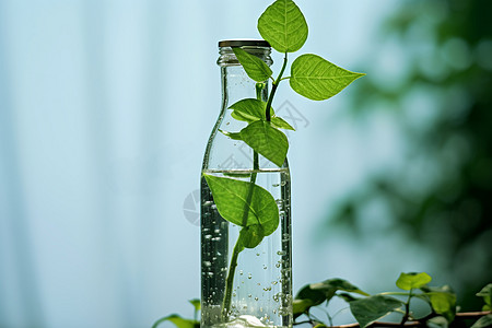 玻璃瓶绿植玻璃瓶中培育的绿植背景