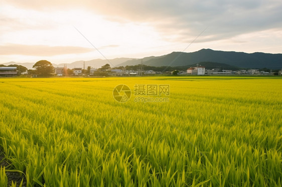 郁郁葱葱的乡村水稻田图片