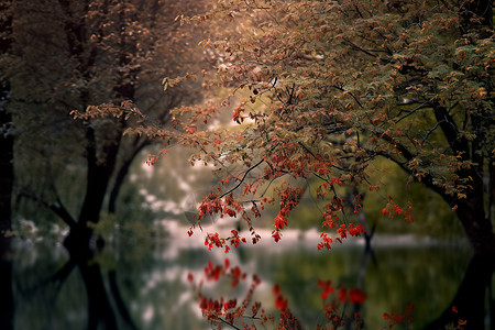 美丽的秋季森林景观图片