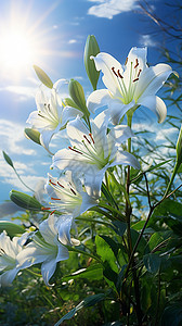 蓝天下的百合花图片