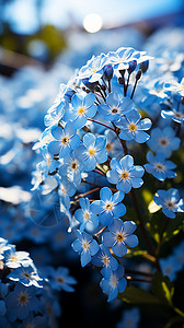 阳光下的蓝色野花背景图片