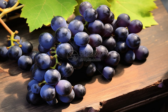 庄园内采摘的葡萄水果图片