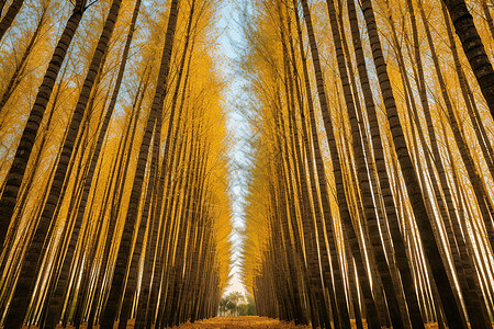 美丽的杨树林景观图片