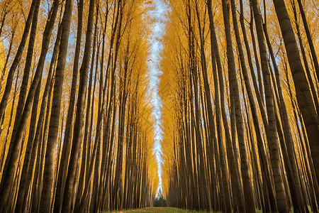 金黄色的杨树林景观背景图片