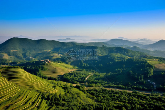 郁郁葱葱的梯田景观图片