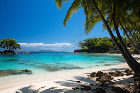 海滩上的棕榈树和蔚蓝的大海图片