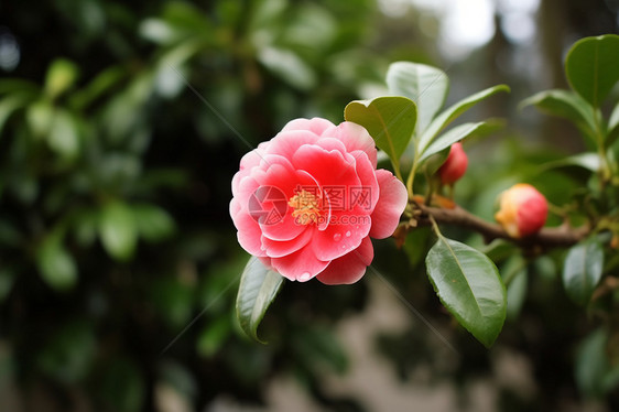 花园中的山茶花图片