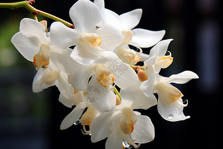 美丽的白兰花花瓣图片