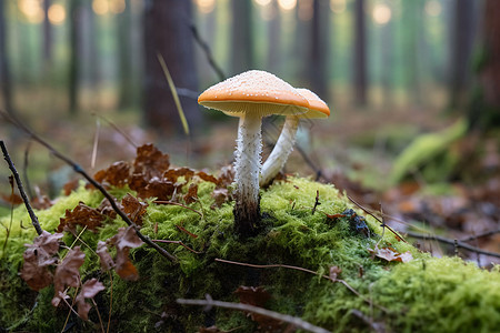 蘑菇与苔藓共生高清图片