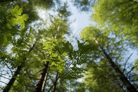 森林下俯瞰绿叶和树枝顶部图片