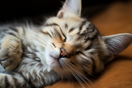可爱的猫咪在床上闭着眼睛躺着图片