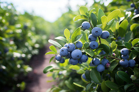果园里的蓝莓丛图片