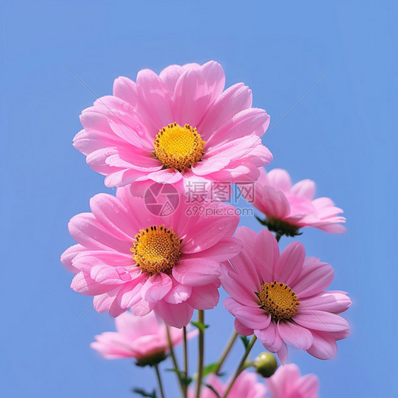 娇嫩的粉红色野花图片