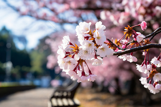 公园的樱花绽放图片