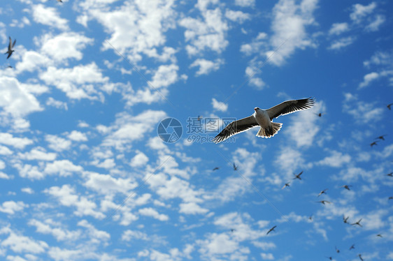 蓝天中飞翔的小鸟图片
