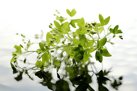 盛开的绿色植物背景图片