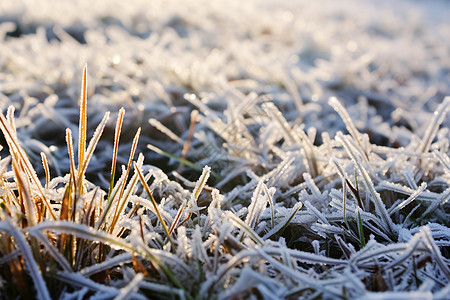 白雪皑皑中的草地图片