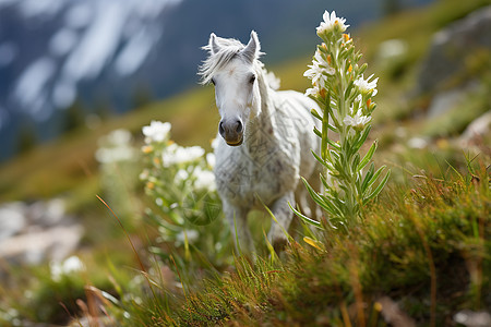 白马在青山草坡上图片
