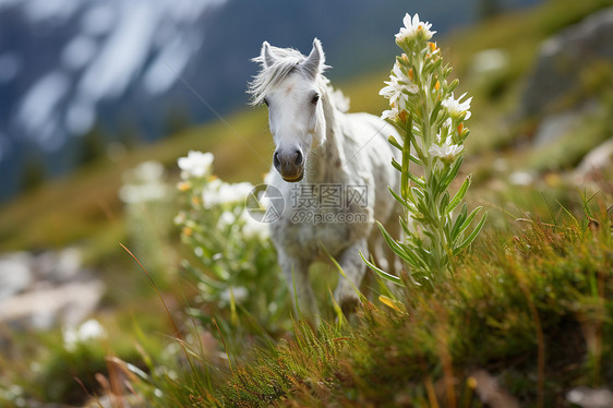 白马在青山草坡上图片