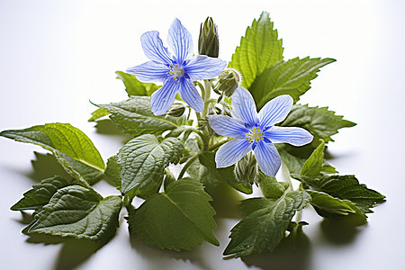 绿叶上的蓝色花朵图片