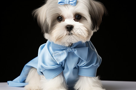 穿着蓝色裙子的小白狗图片