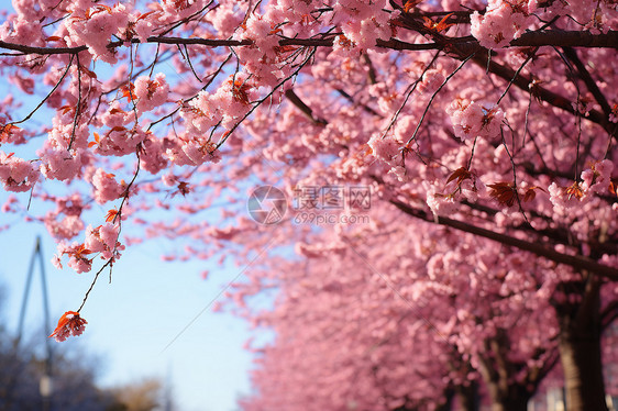 樱花盛开的自然花园图片