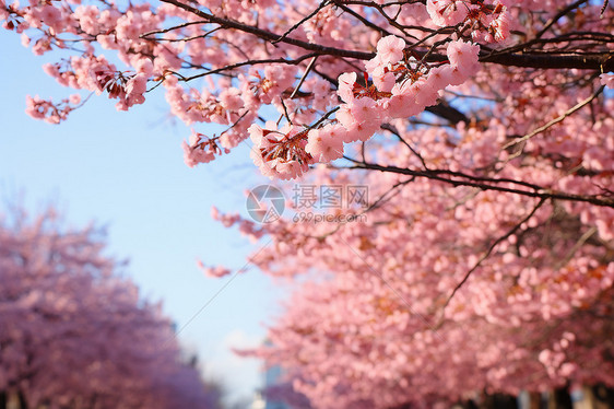 樱花绽放的公园图片