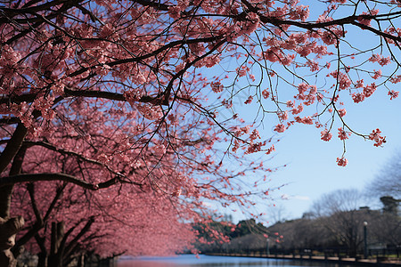 樱花盛开的水榭桥影图片