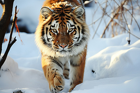 雪中奔跑的猛虎背景图片