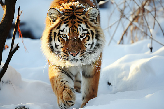 雪中奔跑的猛虎图片