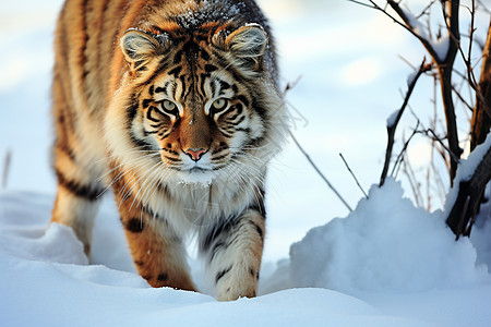雪地里行走的老虎图片