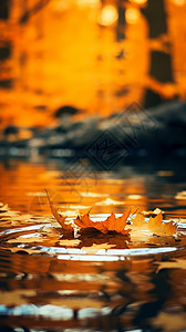 秋天的水流落叶风景高清图片