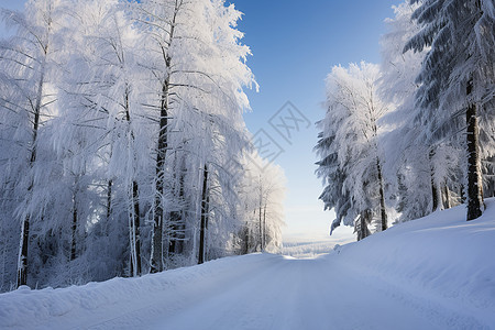 冬日公园的景色图片