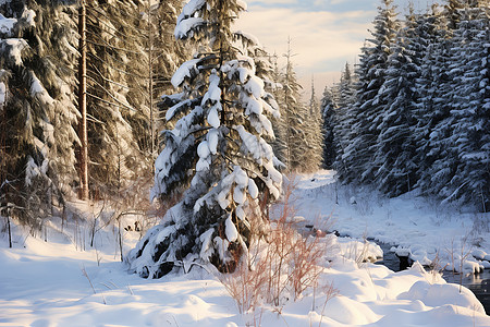 阳光穿过白雪皑皑的林间景色背景