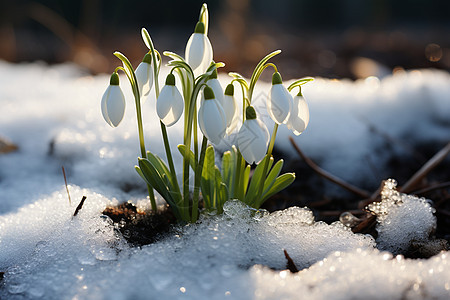 白雪覆盖下的微小生命图片