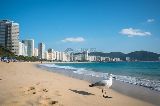 海边自由的鸥鸟图片