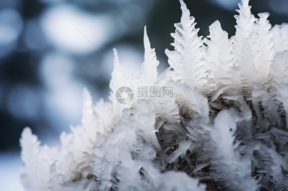 树枝上的冰雪图片