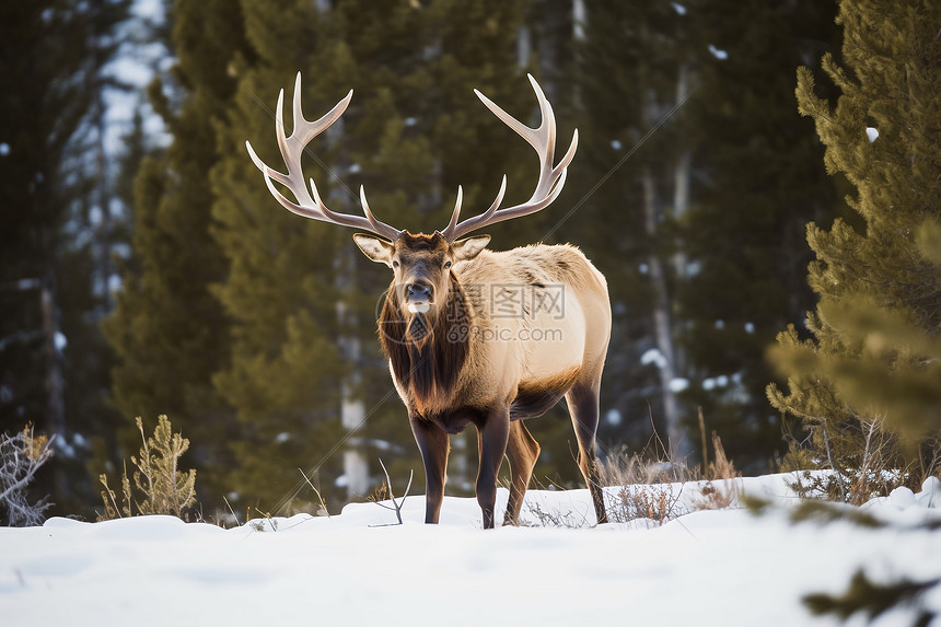 字母哥阿德巴约对位成焦点