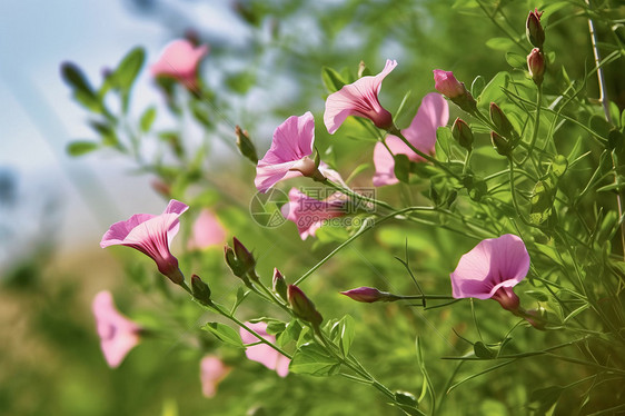 生长的牵牛花图片