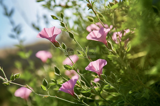 绽放的牵牛花图片