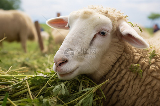 乡村的绵羊图片