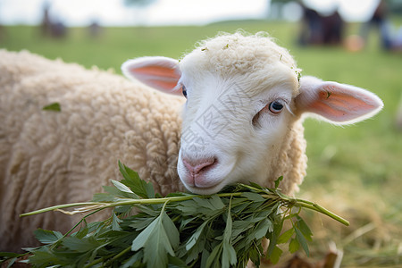 田园食草的羊图片