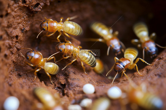 土壤的地下蚁巢图片