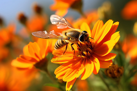 春天采蜜的蜜蜂图片