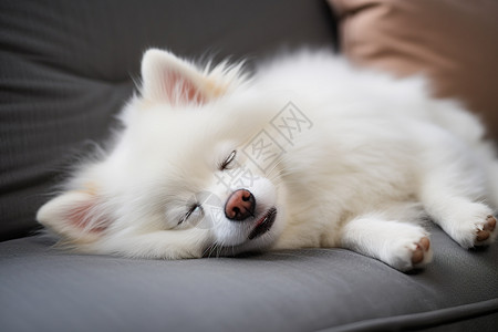 沙发上疲倦的狗狗图片