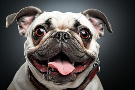 可爱的狗狗伸出舌头图片