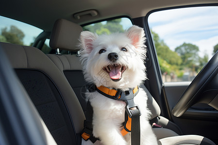 快乐的小狗坐在车后座上高清图片