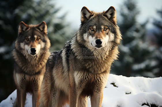 雪地里的两头狼图片