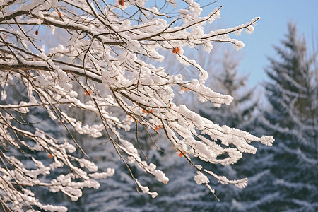 雪中树枝背景图片