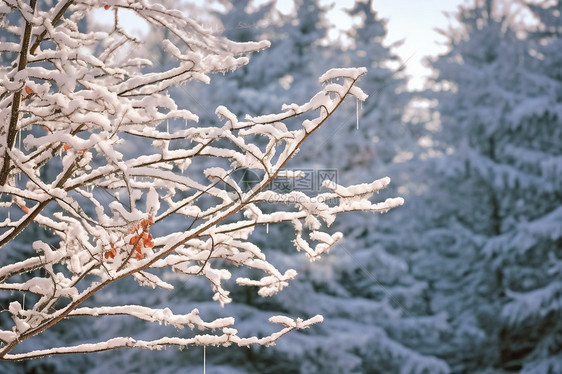 雪中红梅图片